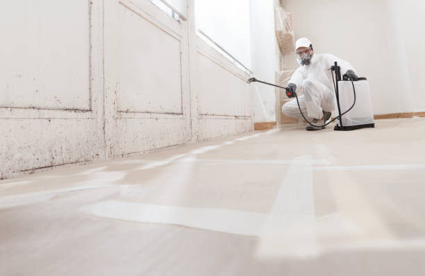 Black mold remediation team in Marion