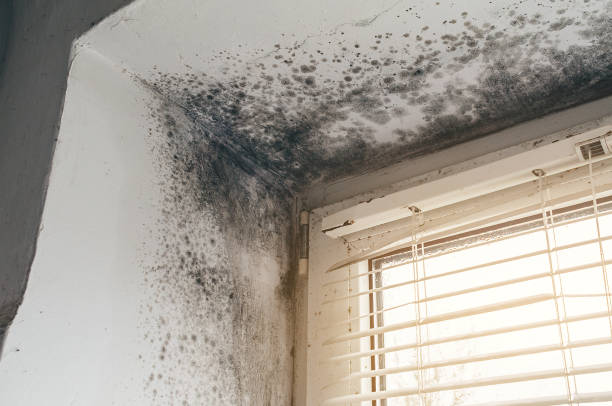 Mold Remediation service in Marion, Marion, NC